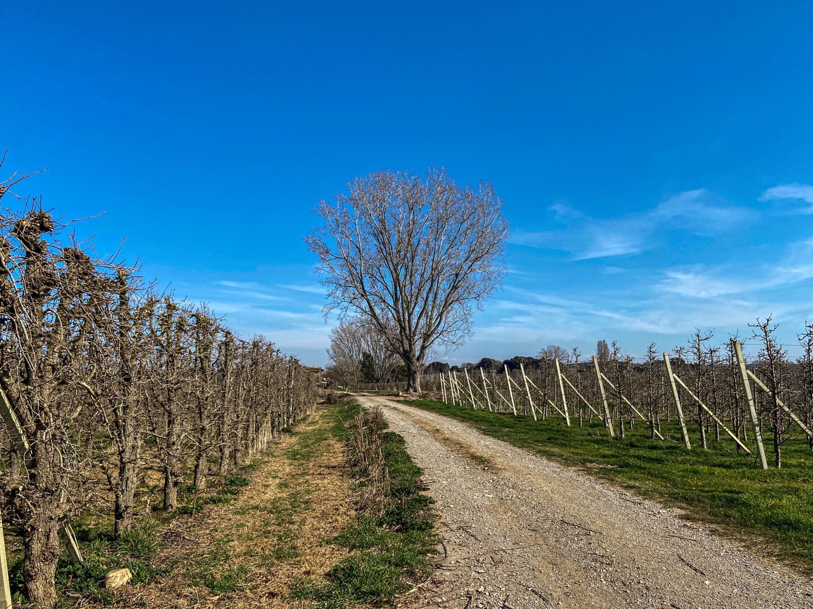Leafless vines trained on wires stand beside a vineyard track.