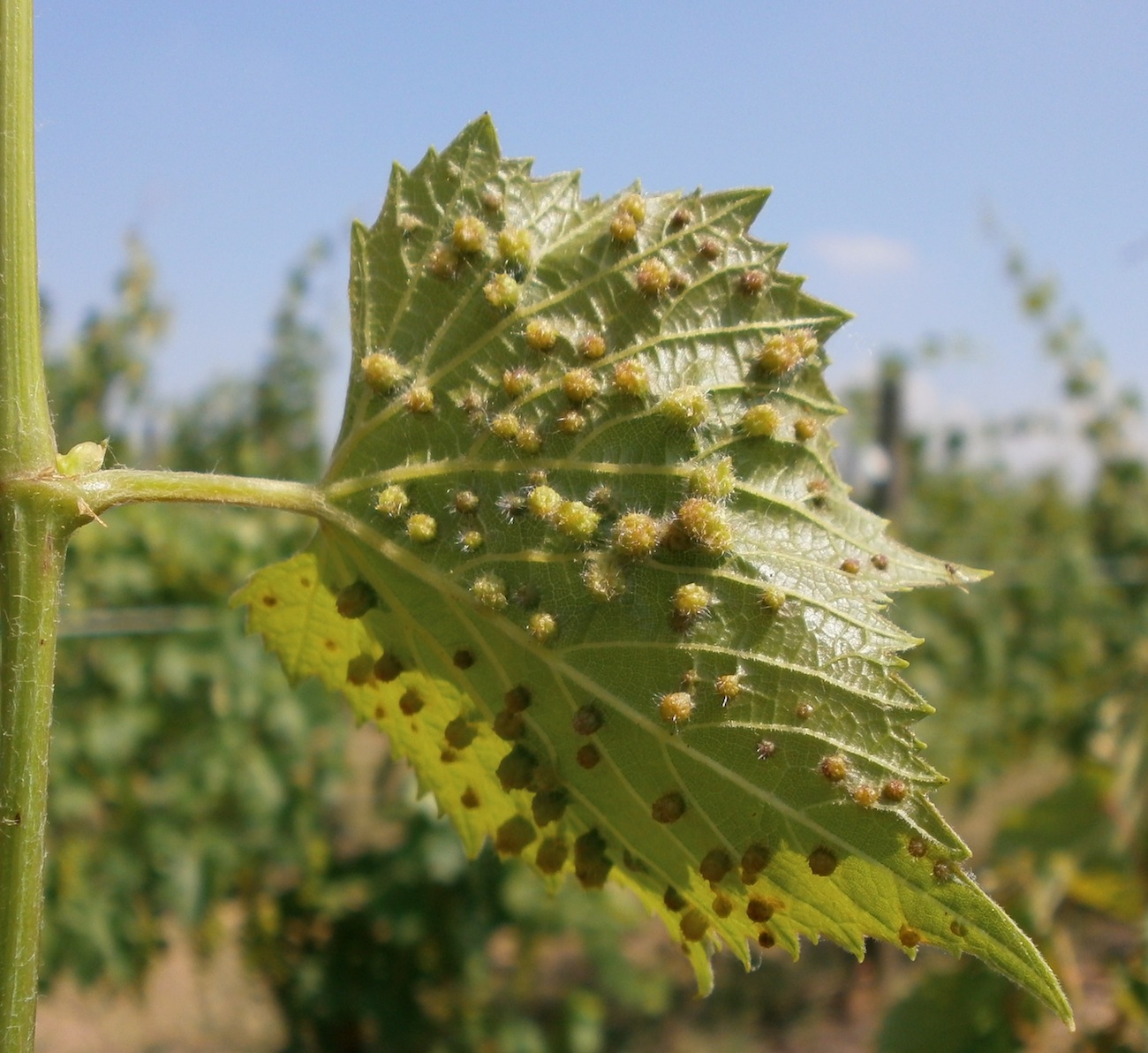 The underside of a grape leaf covered with raised, rounded galls.