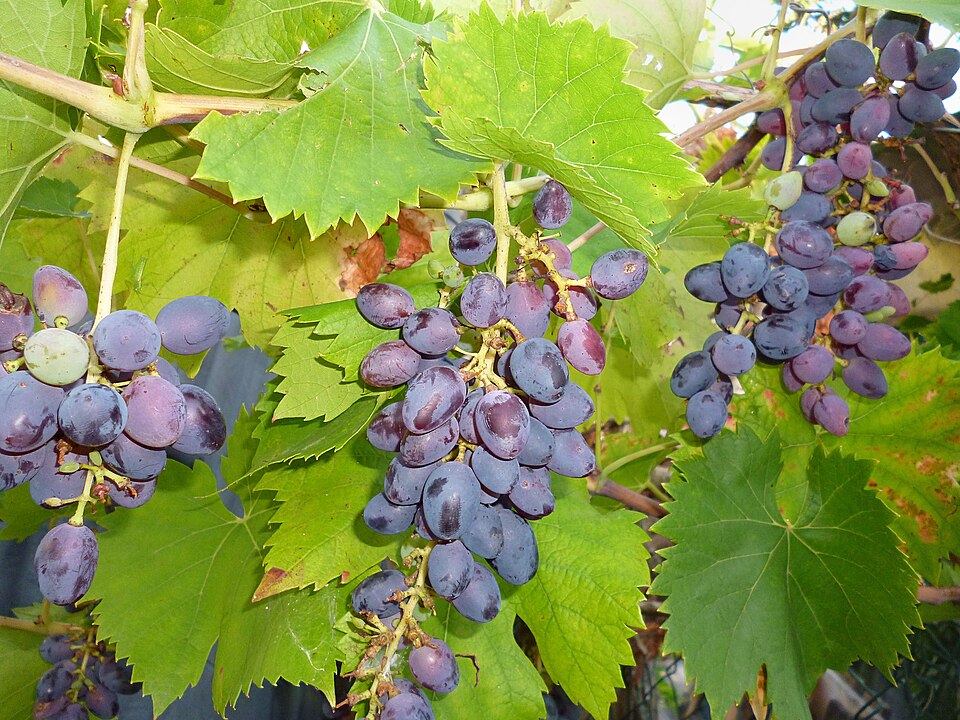 Grape bunches with berries ranging from green through pink to purple.