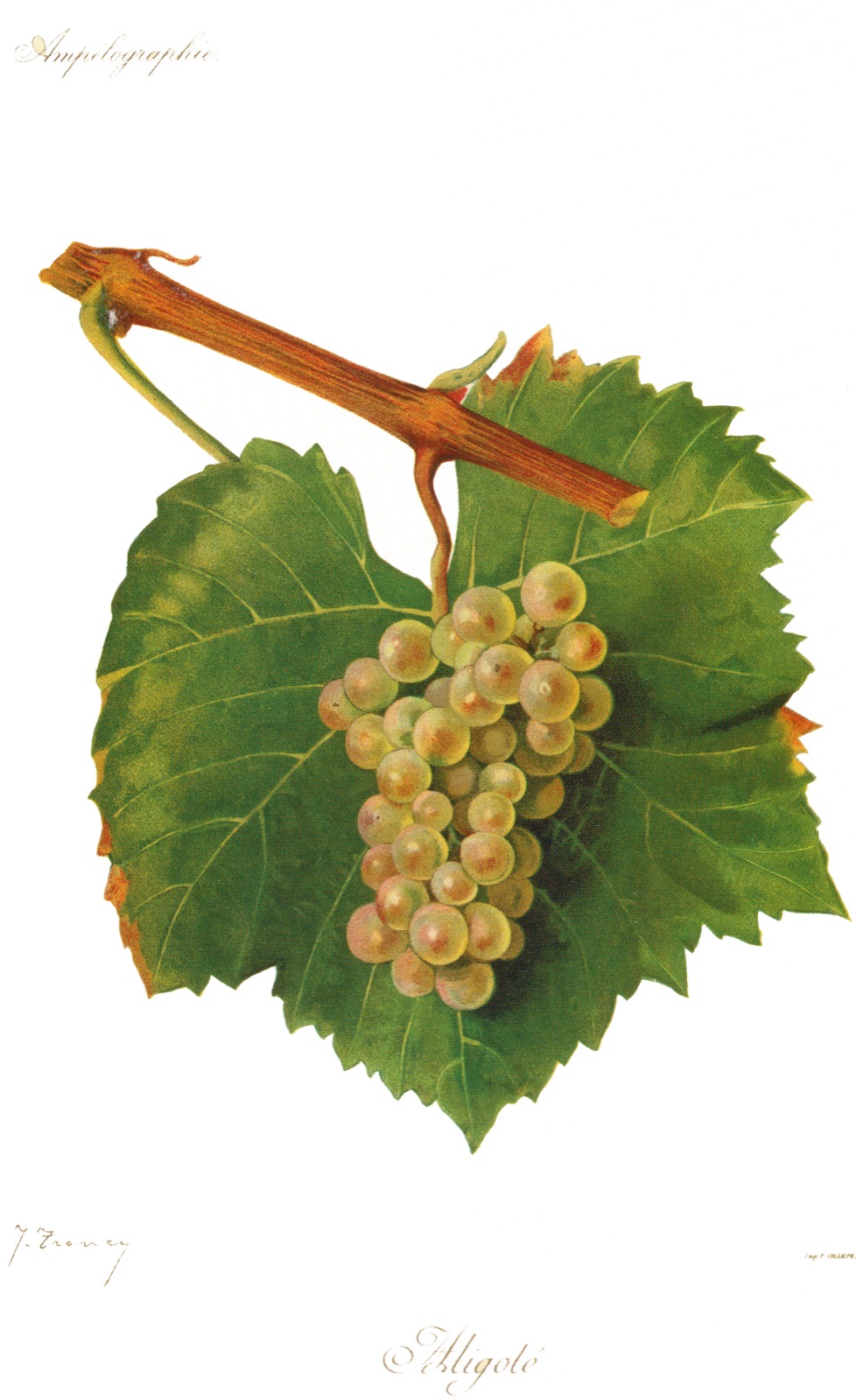 A pale grape cluster sits against a broad green leaf beneath a vine shoot.