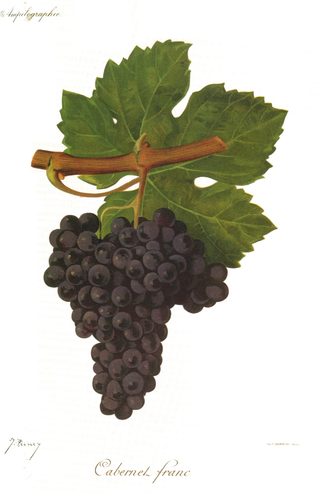 A dark Cabernet Franc grape cluster hangs below several green vine leaves.