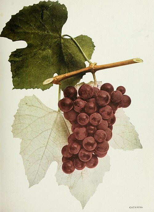 Historical colour plate labelled Catawba, showing reddish grape berries and leaves.