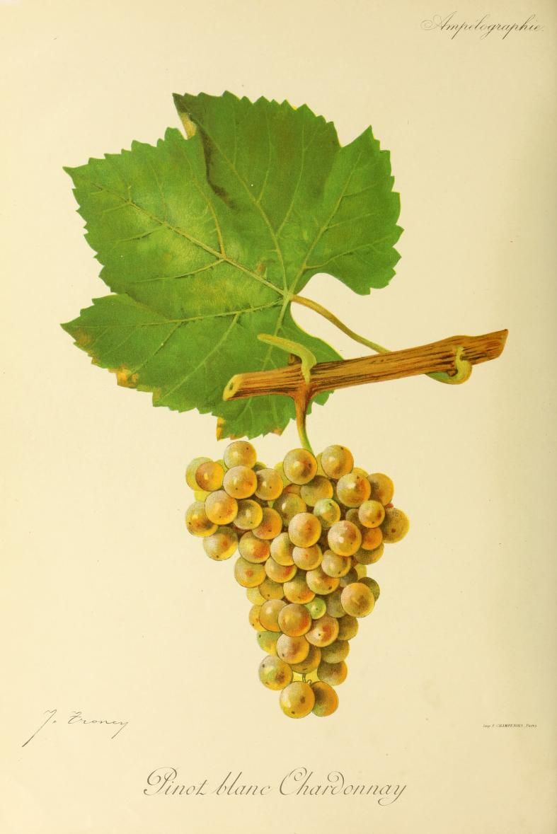 A pale Chardonnay grape cluster hangs below a broad green vine leaf.