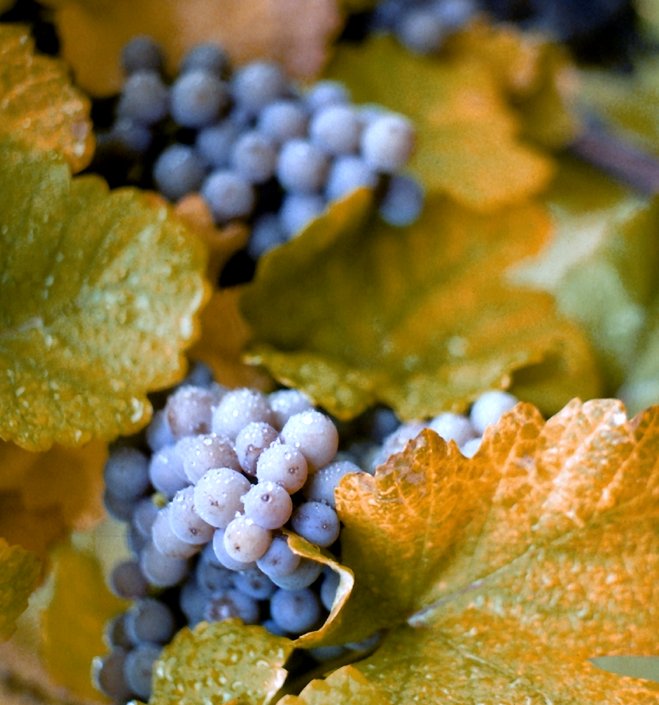 Blue-purple grape bunches surrounded by yellowing vine leaves.