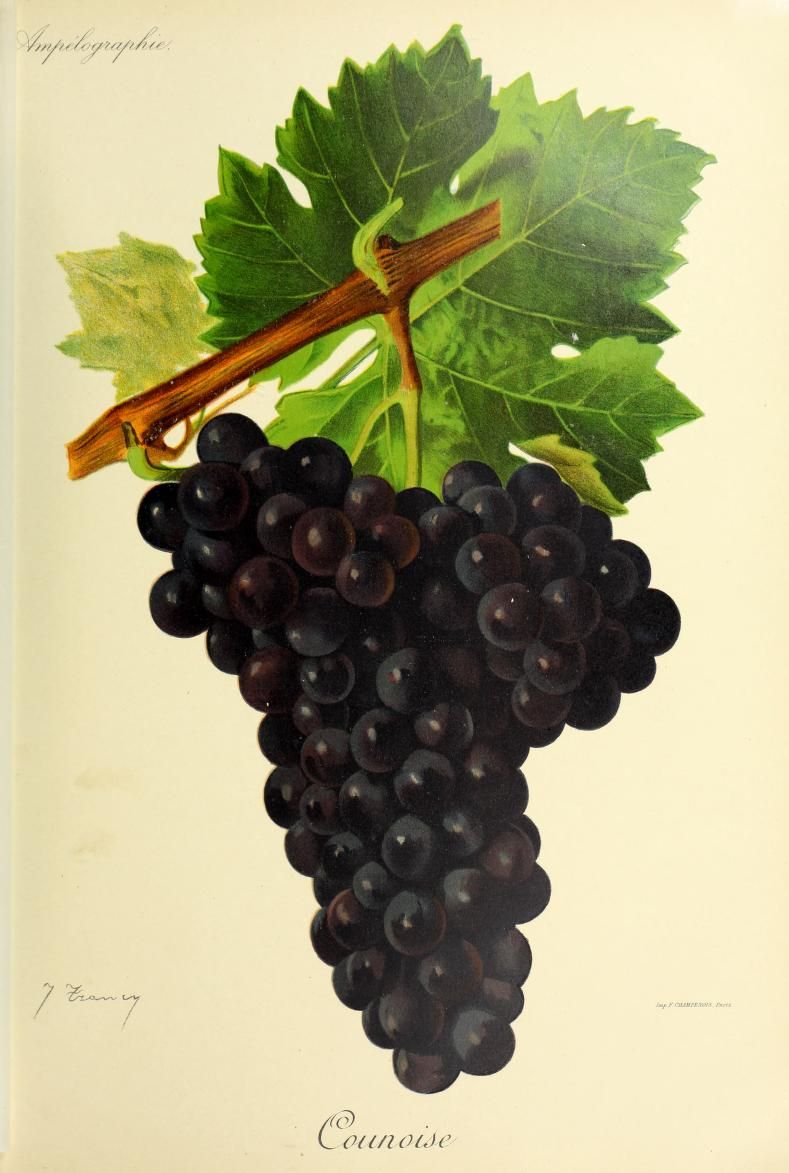 A dark grape cluster hangs below green vine leaves.