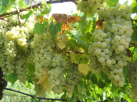 Pale green grape bunches hanging beneath a leafy canopy.