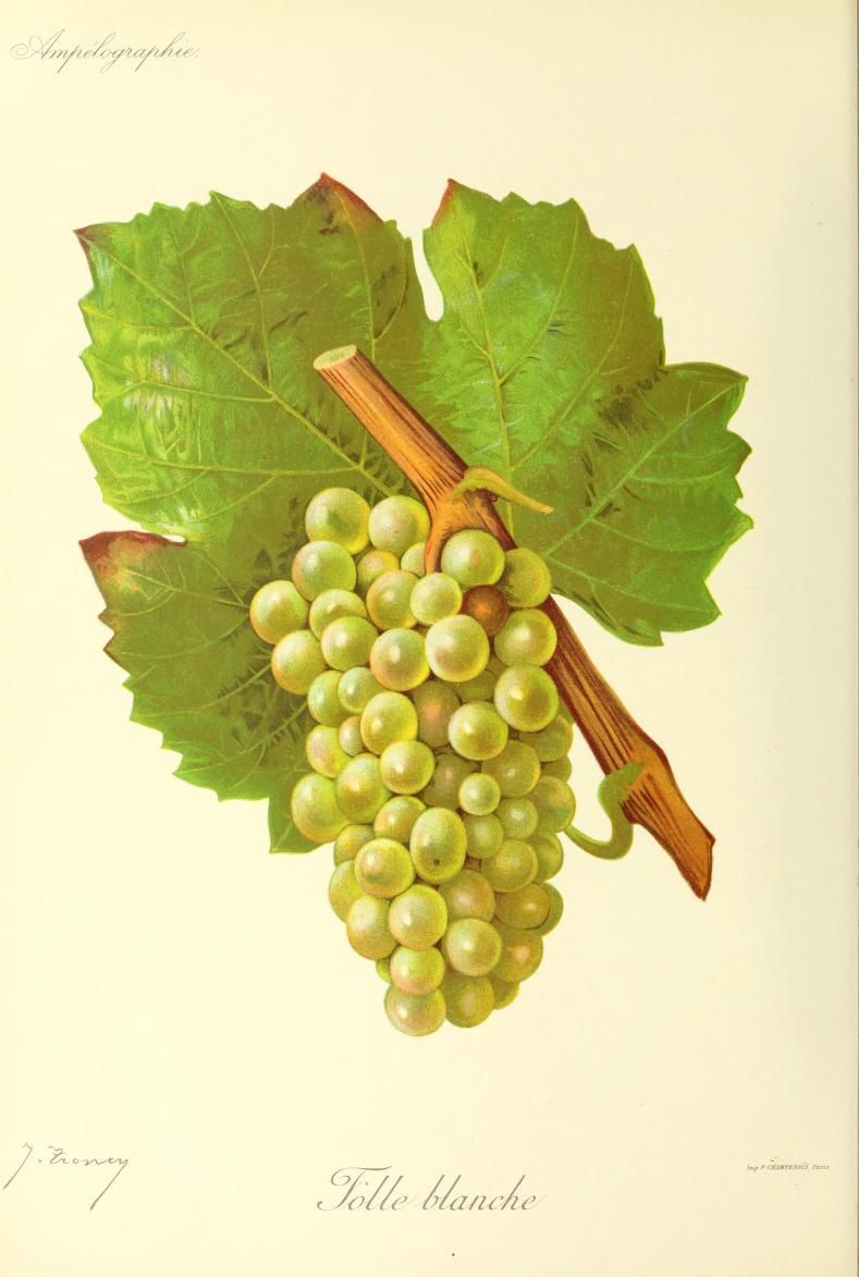 A compact bunch of pale green grapes in front of a broad green leaf.