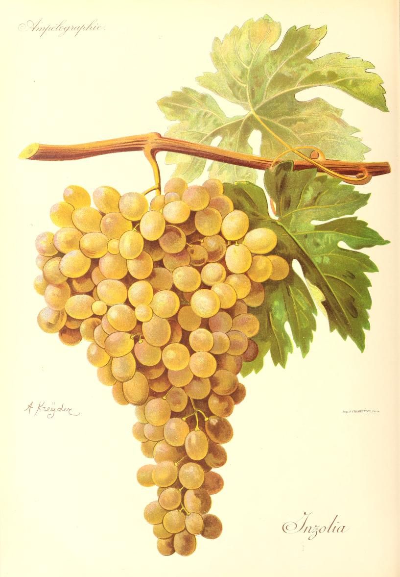 Illustration of a golden grape bunch, a leaf and a cane.