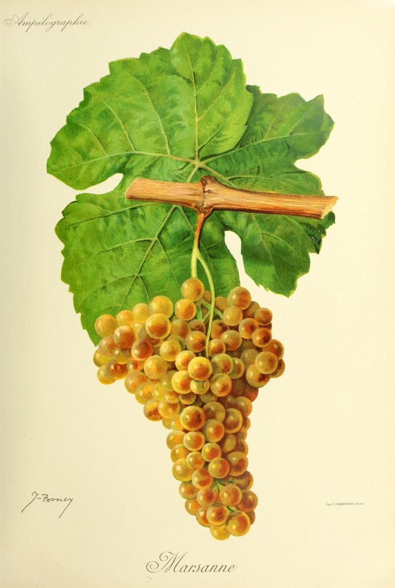 A golden grape cluster hangs below a broad green vine leaf.