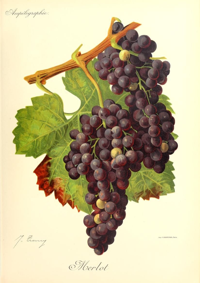 A dark grape bunch and lobed green leaves in a botanical illustration.