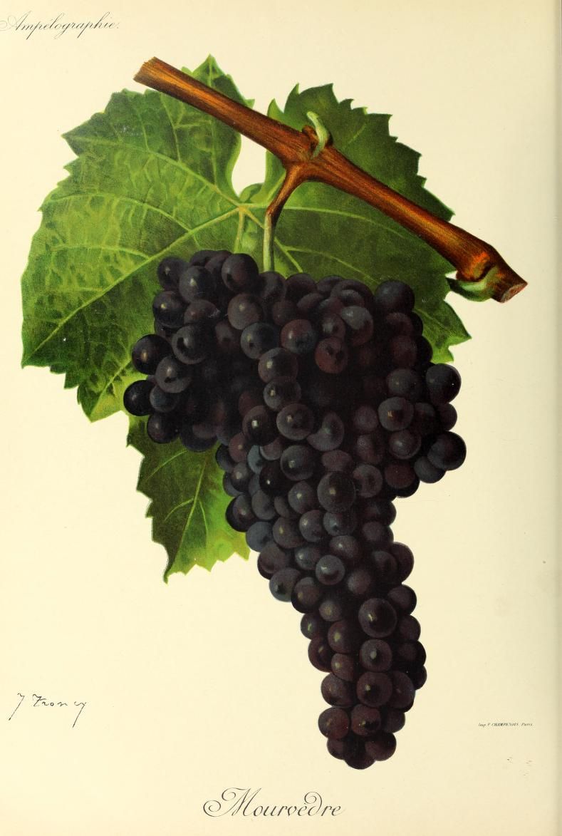 A dark Mourvèdre grape cluster hangs before two green vine leaves.
