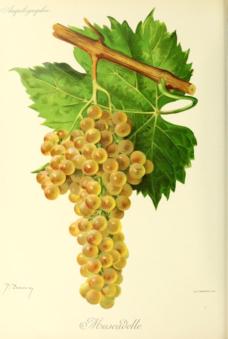 A pale gold grape bunch hangs beneath green leaves and a woody shoot.