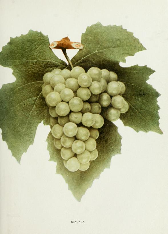 Historical colour plate labelled Niagara, showing a pale grape bunch and leaves.