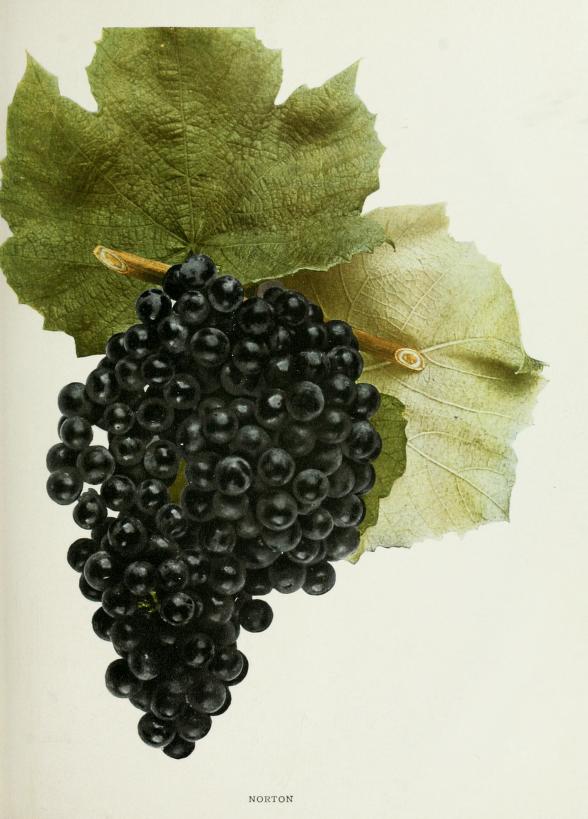 Historical colour plate labelled Norton, showing a dark grape bunch and leaves.