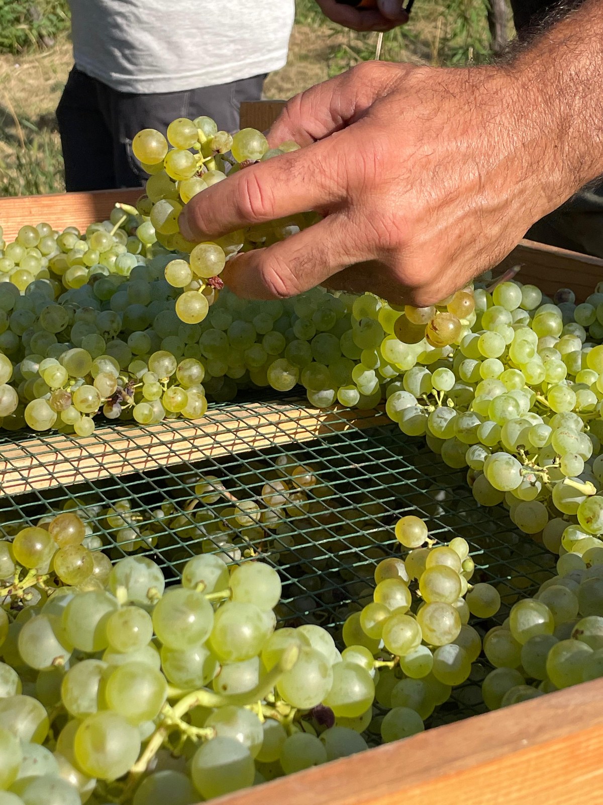 Hands arranging green grape bunches on a mesh tray.