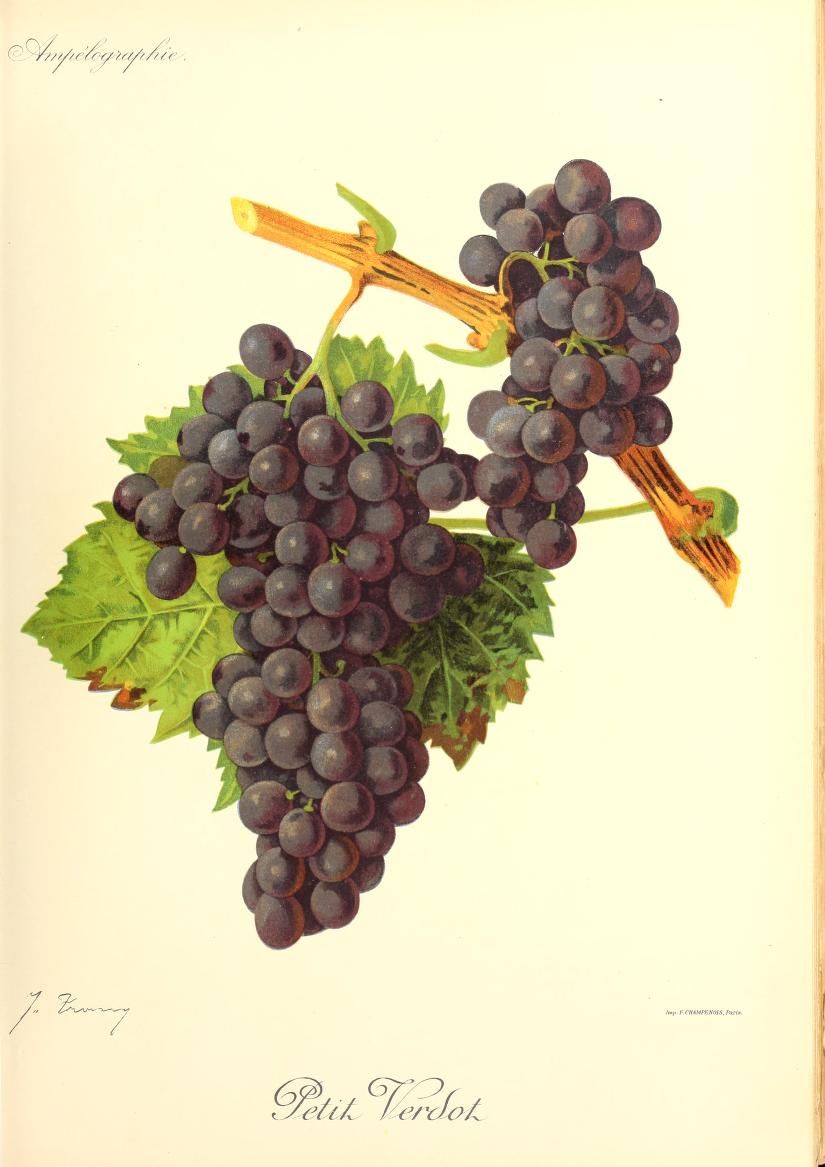 Two dark grape bunches hang from a woody shoot above a green leaf.