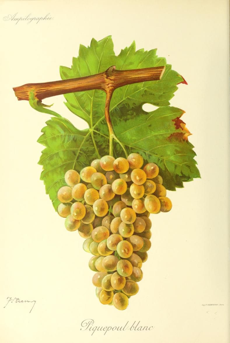 A pale golden grape cluster hangs beneath green vine leaves.