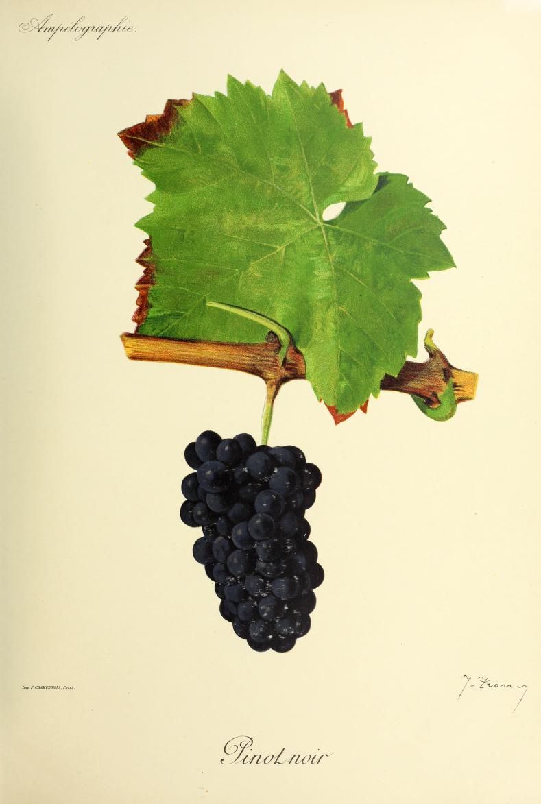 A compact dark Pinot Noir grape cluster hangs below a broad green vine leaf.