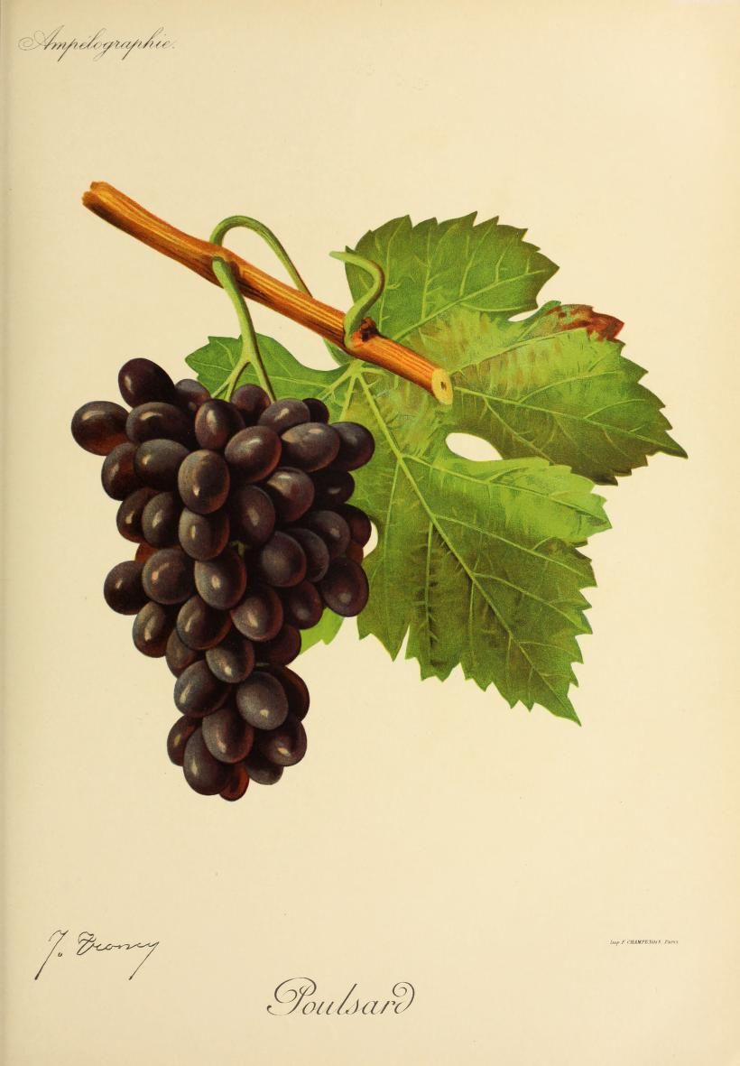 An elongated dark grape cluster hangs beside a lobed green vine leaf.