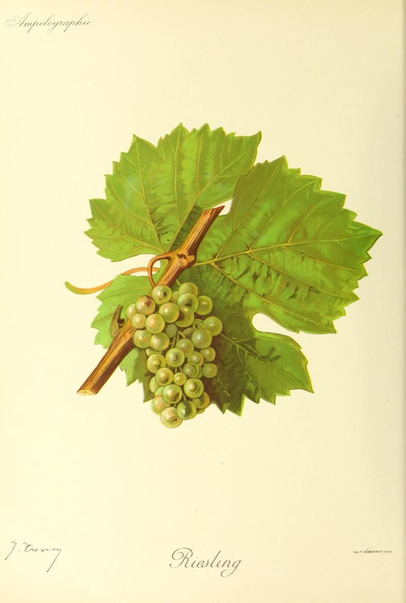 A pale Riesling grape cluster hangs before several green vine leaves.