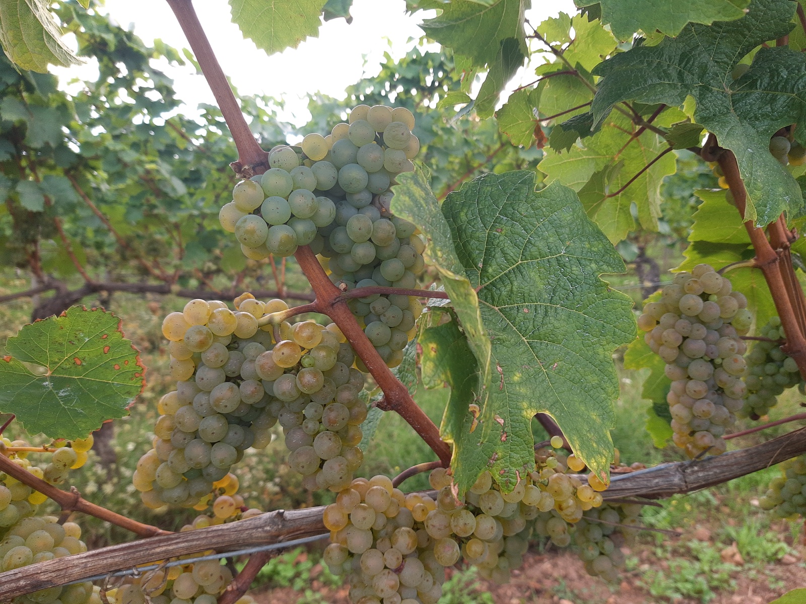 Pale green and golden grape bunches hang beneath leaves on a trellised vine.