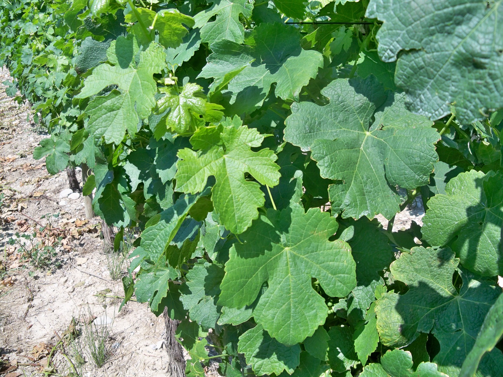 Lobed green vine leaves overlap along a vineyard row.