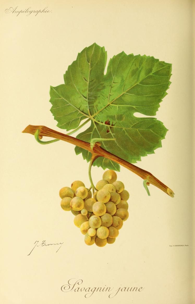 A golden grape cluster hangs below a broad green leaf on a vine shoot.