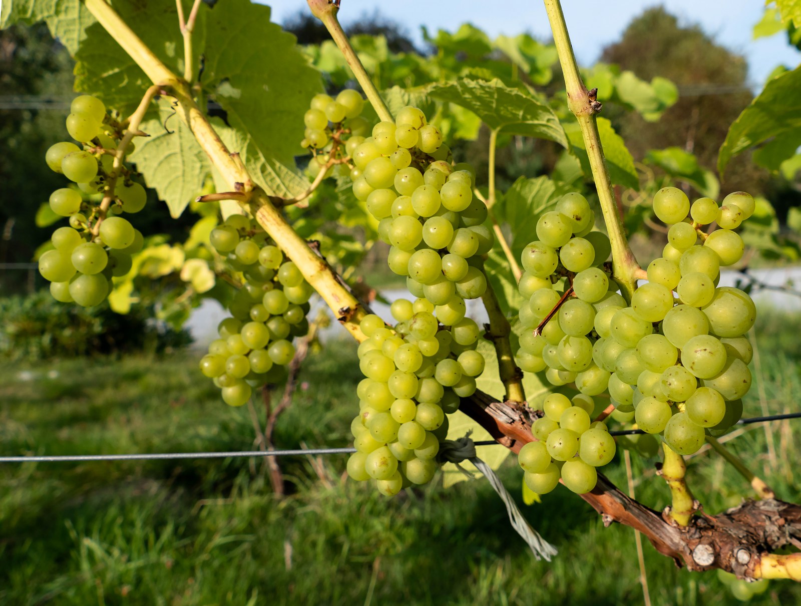 Green grape bunches hang along a trained vine in a sunlit vineyard.