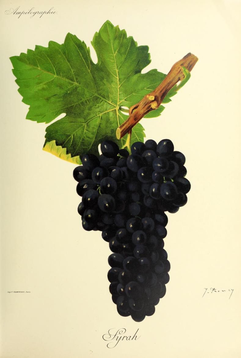 A dark grape bunch and lobed green leaves in a botanical illustration.