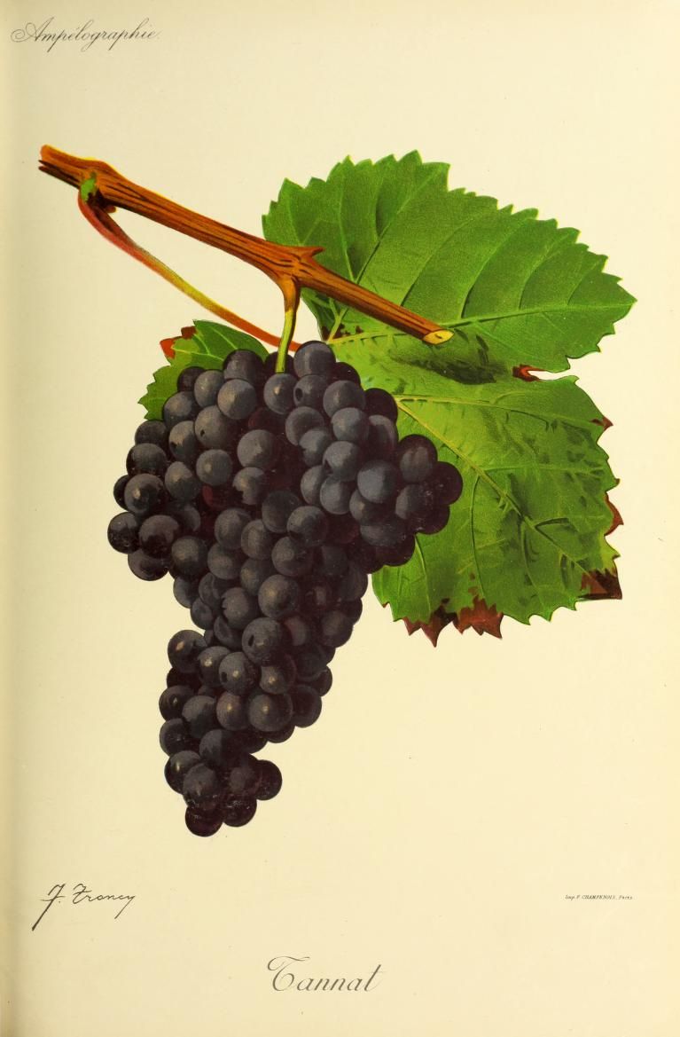 A long bunch of dark purple grapes beside a broad green leaf.