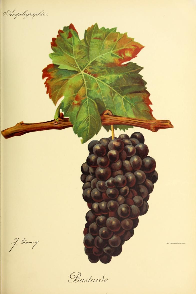 A dark grape cluster hangs beneath a green vine leaf with reddish edges.