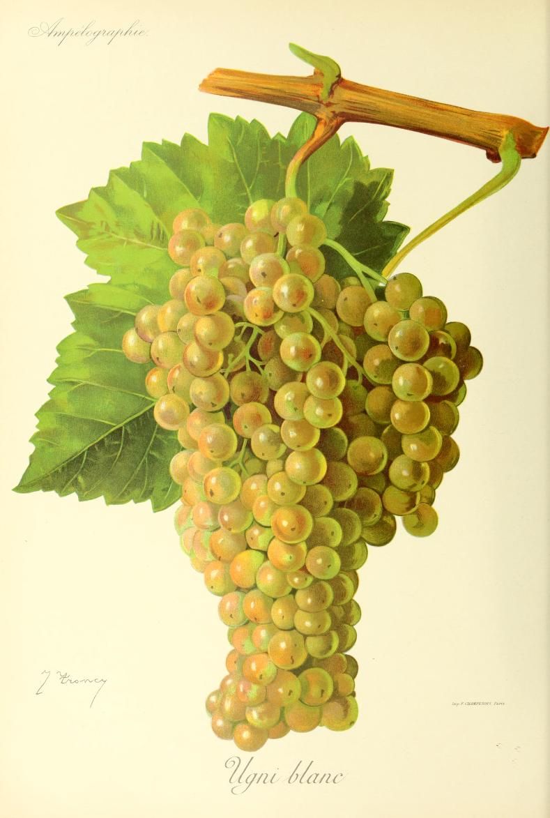 A branching bunch of golden-green grapes beneath a woody shoot and lobed leaf.