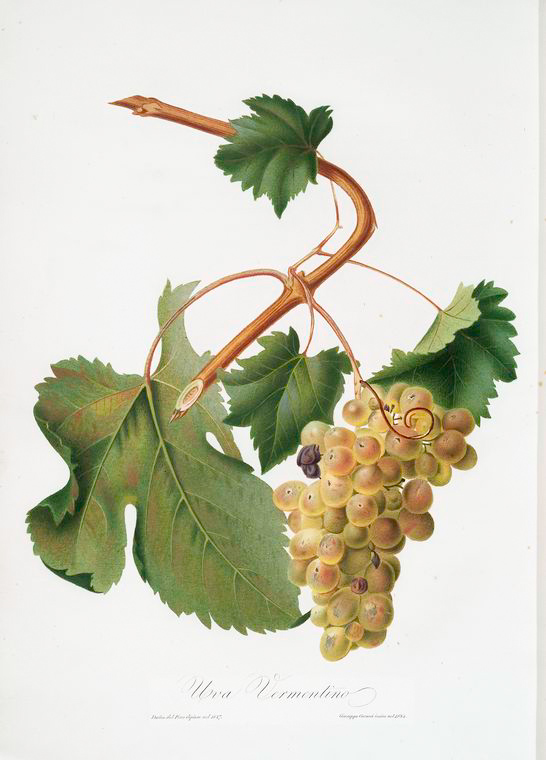 A pale grape cluster, leaves, and curling tendril on a vine shoot.