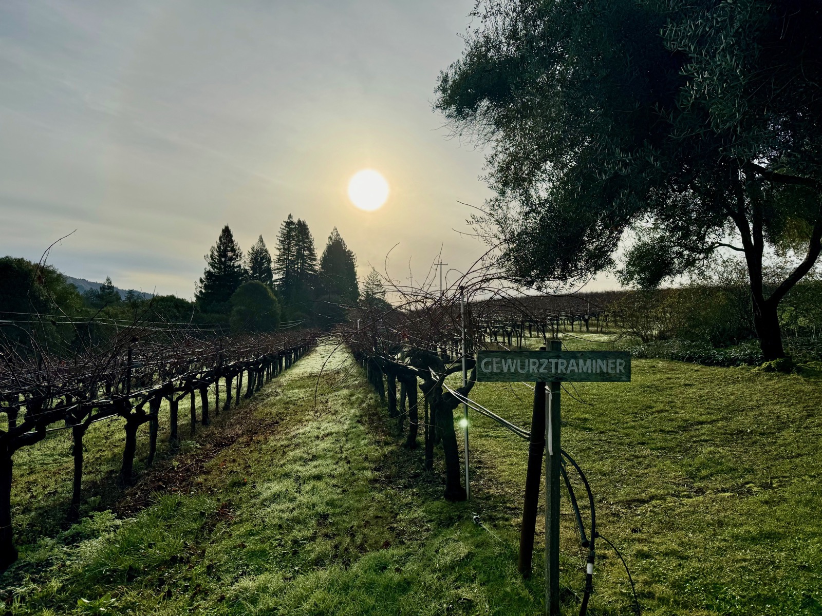 Bare vine rows beside a Gewürztraminer sign, with trees in the distance.