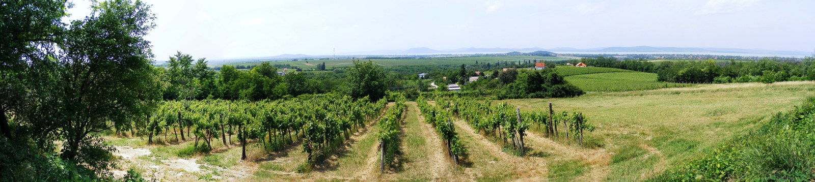 Vine rows descend through a green landscape toward a distant lake.