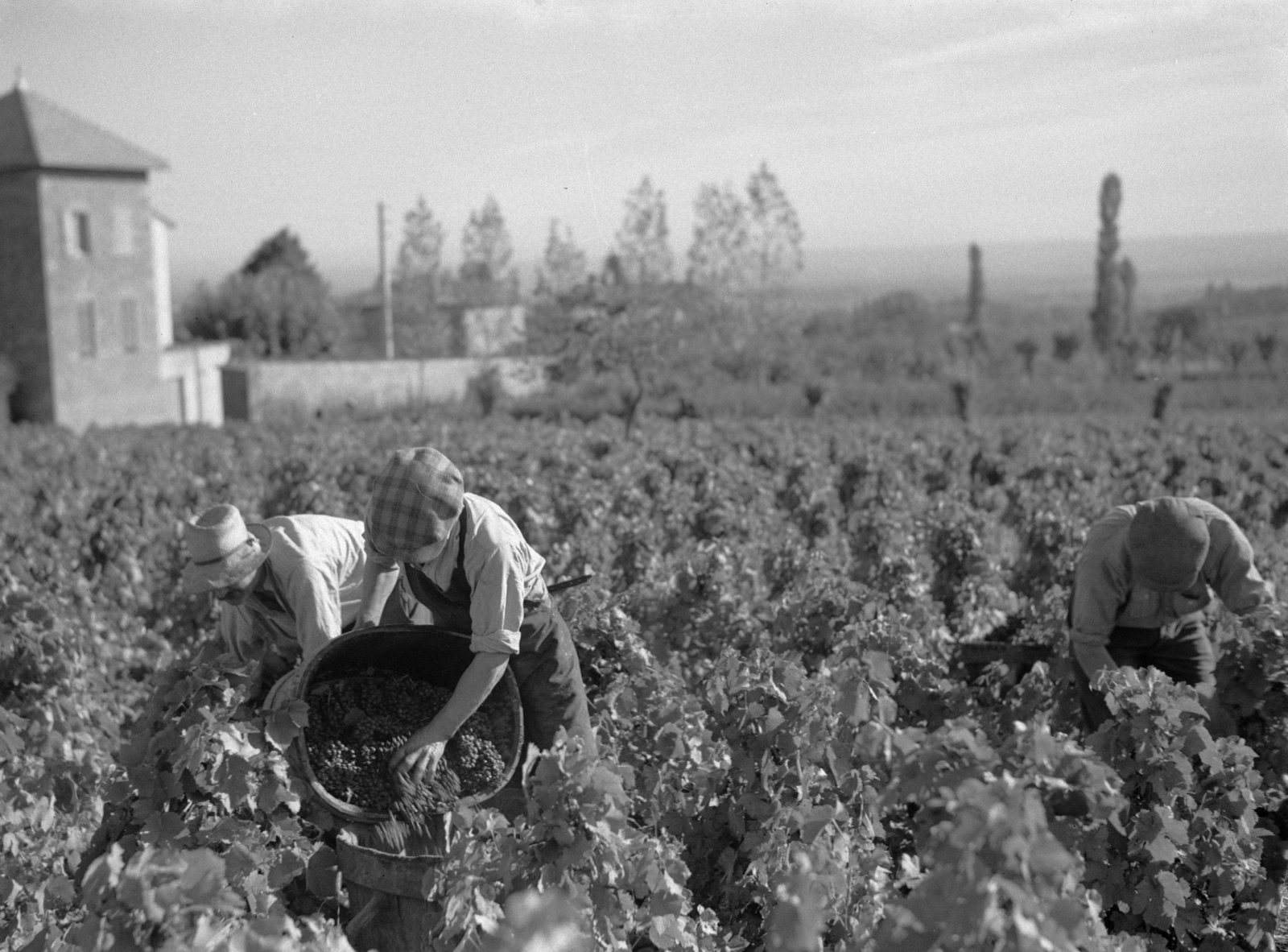 Three vineyard workers harvest grapes by hand among low vines.