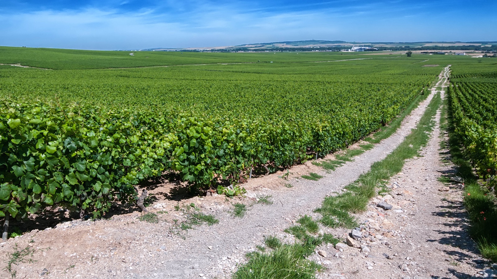Vine rows spread across a broad, pale-soiled slope beneath a blue sky.