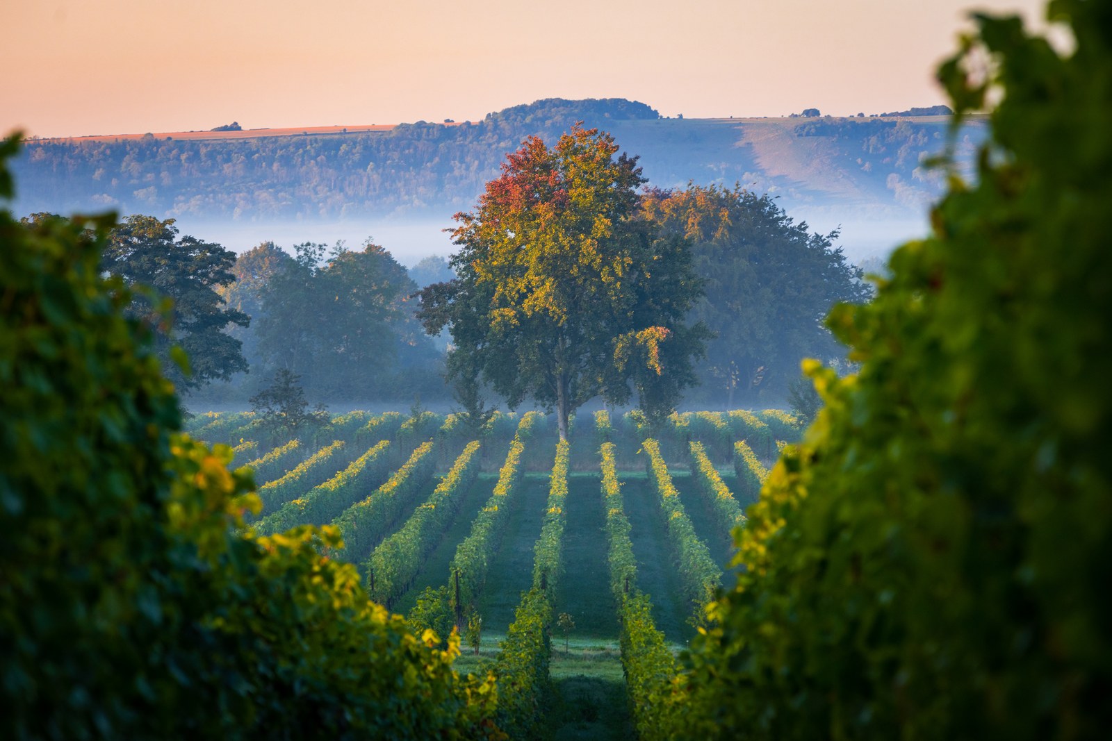 Vine rows and trees emerge through mist beneath a wooded ridge.