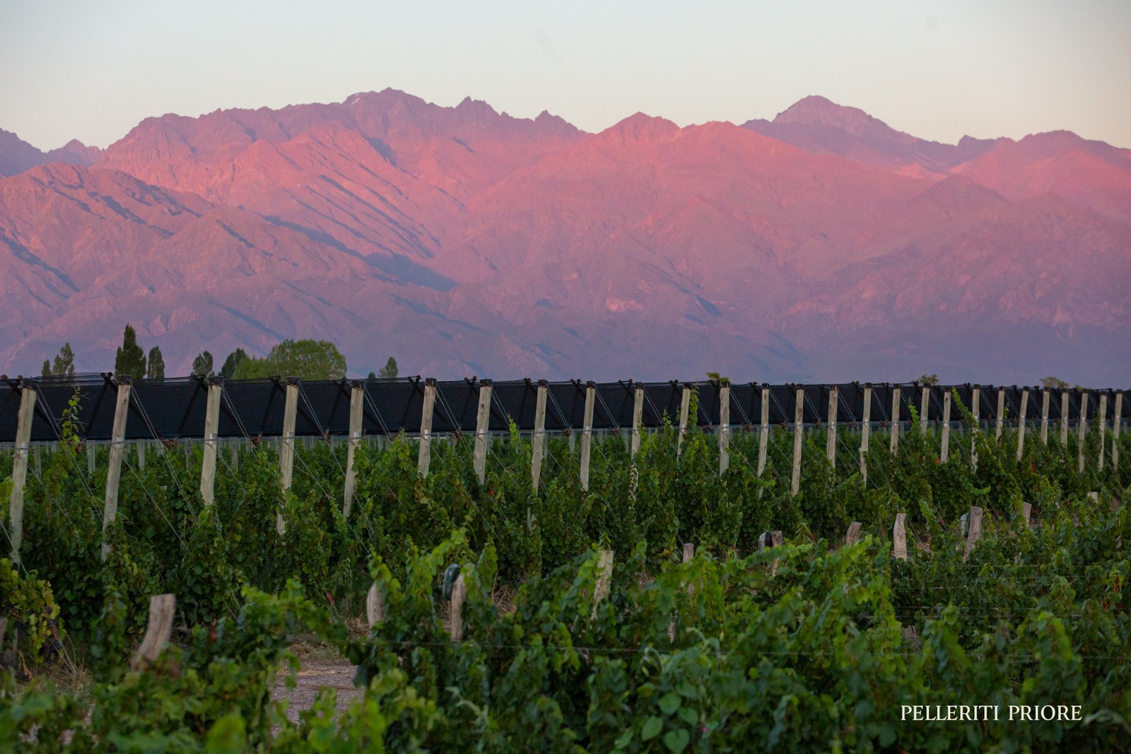 Vine rows beneath a mountain range lit pink by low sunlight.