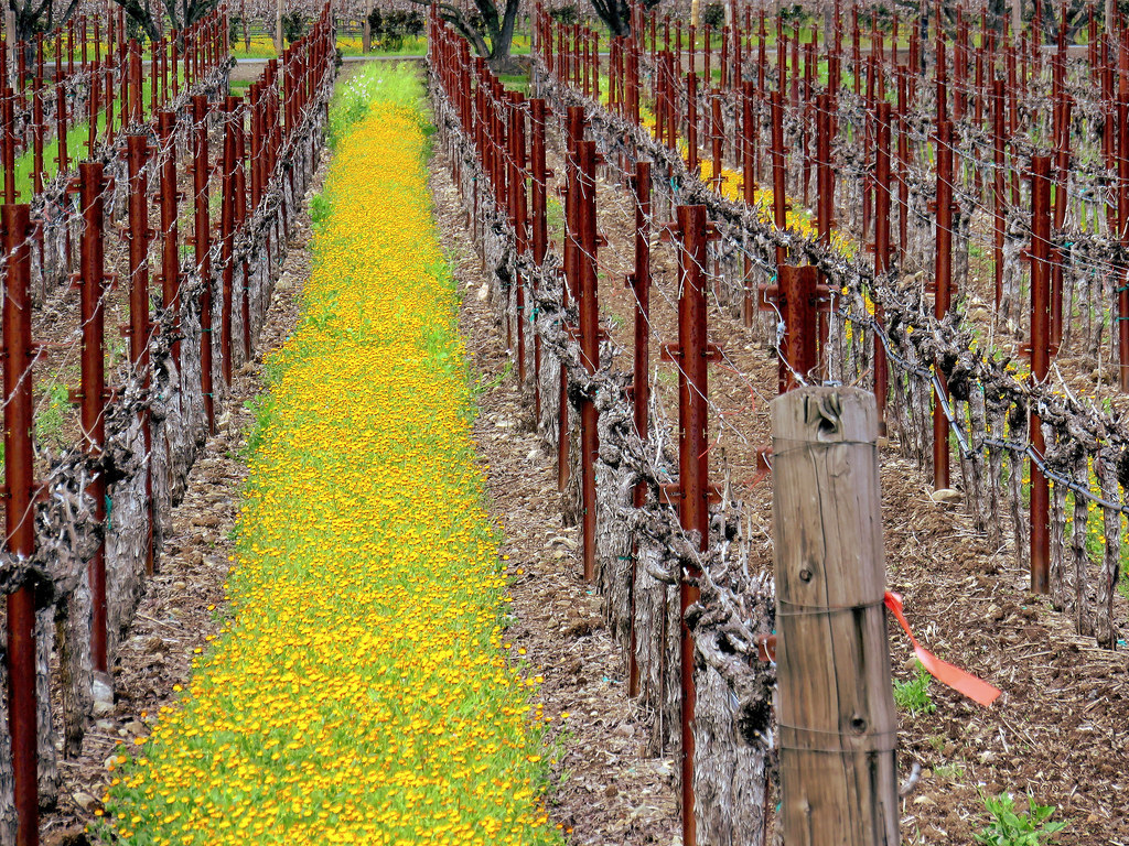 Parallel vine rows with yellow flowers growing between them.