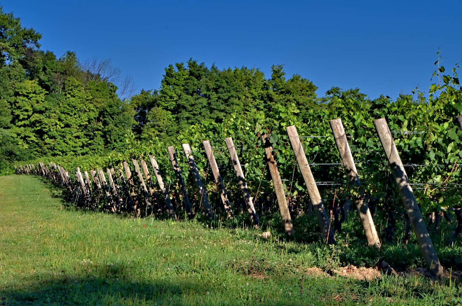 Rows of vines climb a grassy slope beside woodland.