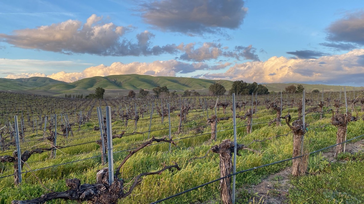 Dormant vines across green rolling ground beneath a cloudy sky.