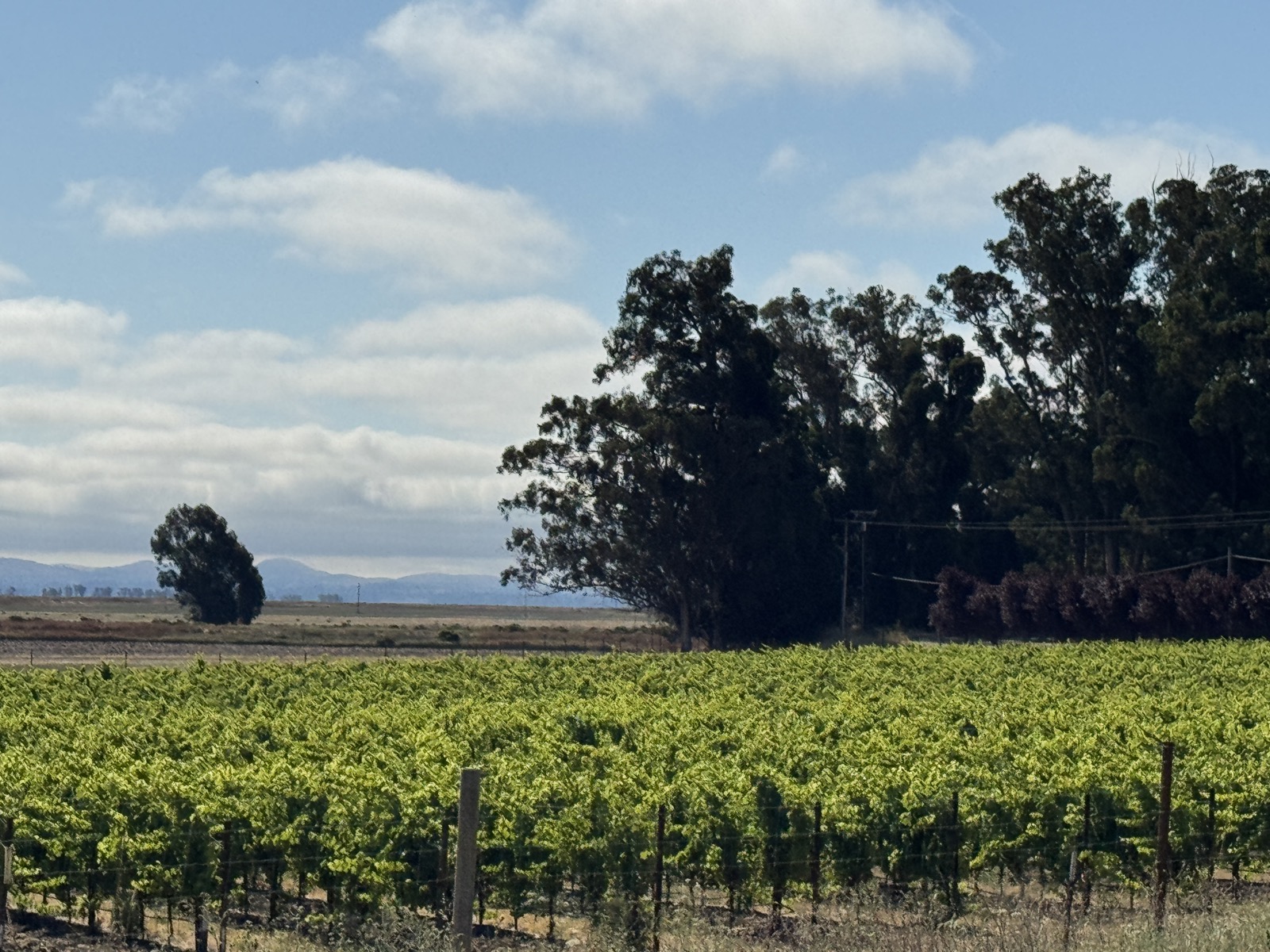 Green vineyard rows with trees and distant hills.