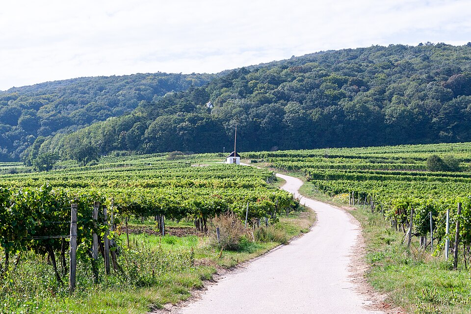 A winding path runs through vines toward a small chapel and wooded hills.